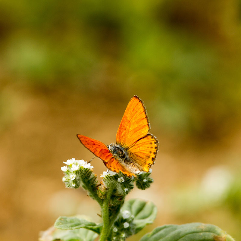 Protecting Lepidoptera on construction sites 